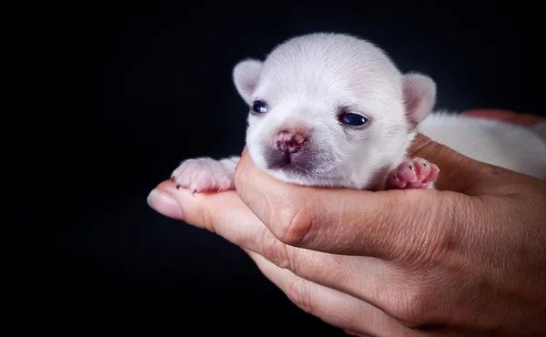 Chihuahua chien, chiot sur un fond de couleur — Photo