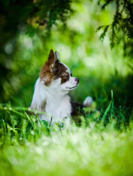 Pes Chihuahua, na barvu pozadí — Stock fotografie