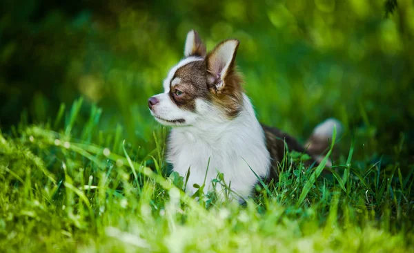 色の背景上のチワワ犬 — ストック写真