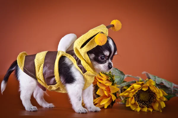 Chihuahua dog, puppy on a color background — Stock Photo, Image