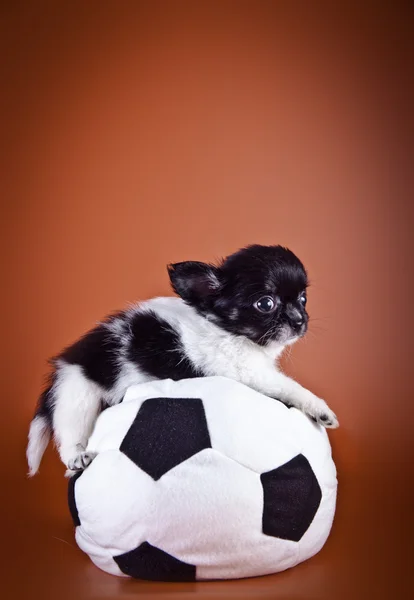 背景色の子犬、チワワ犬 — ストック写真