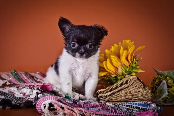 Chihuahua-Hund, Welpe auf farbigem Hintergrund — Stockfoto