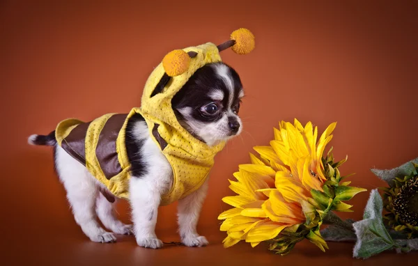 Chihuahua köpek, köpek yavrusu bir renk arka plan üzerinde