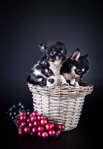 Chihuahua cão, cachorro em um fundo de cor — Fotografia de Stock