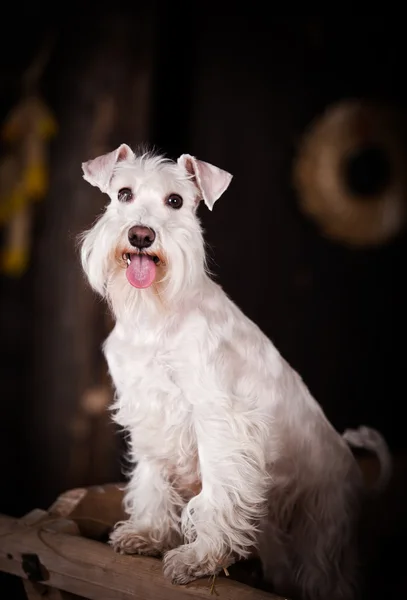 白いミニチュア ・ シュナウザー犬 — ストック写真