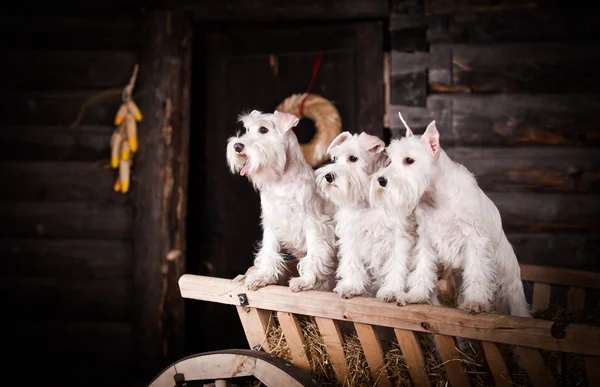 Белая миниатюрная шнауцеровая собака — стоковое фото