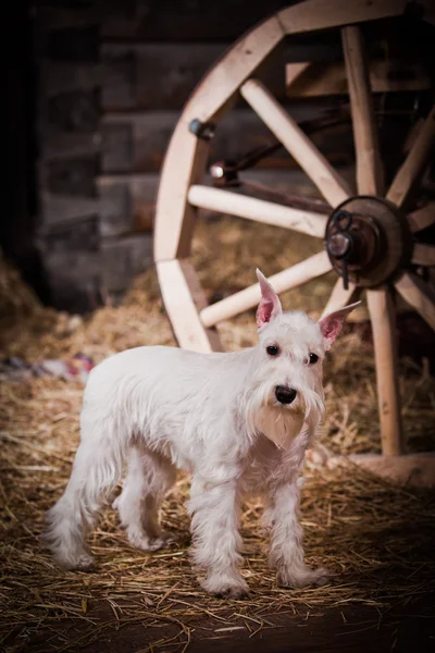 Chien schnauzer miniature blanc — Photo