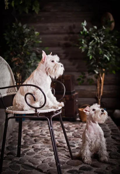 白いミニチュア ・ シュナウザー犬 — ストック写真