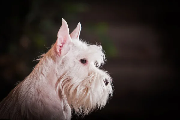 Weißer Zwergschnauzerhund — Stockfoto