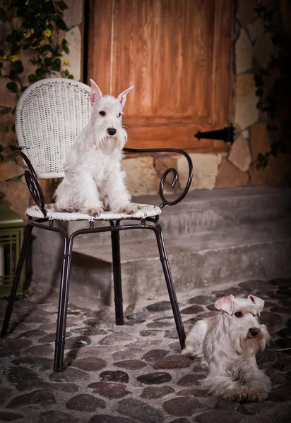 Bianco in miniatura schnauzer cane — Foto Stock