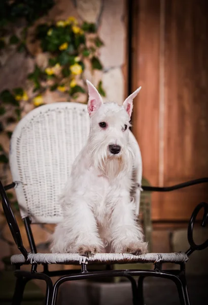 Sznaucer miniaturowy biały pies — Zdjęcie stockowe