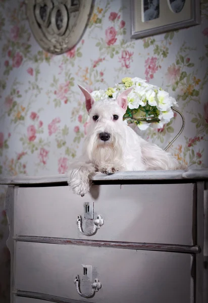 White miniature schnauzer dog — Stock Photo, Image