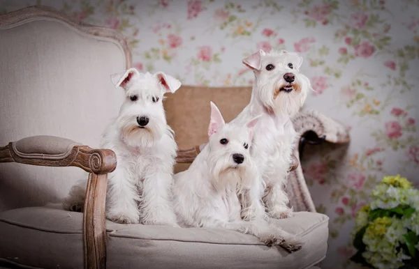 Bianco in miniatura schnauzer cane — Foto Stock