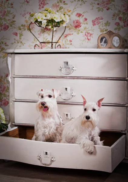 Bianco in miniatura schnauzer cane — Foto Stock