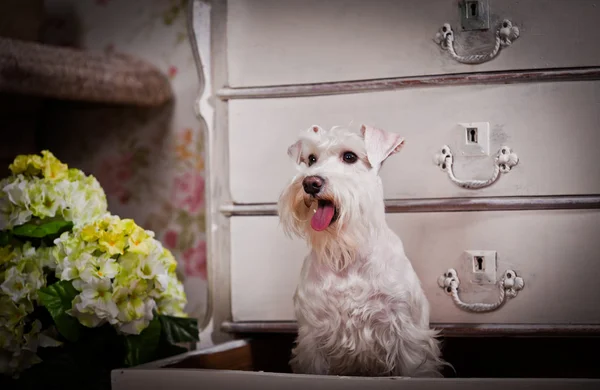 Witte Dwergschnauzer hond — Stockfoto