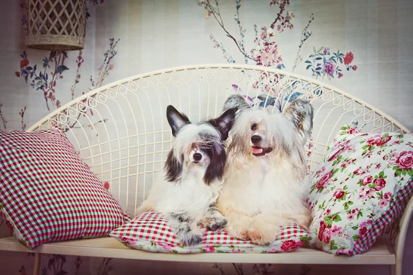 Cane Crested cinese — Foto Stock