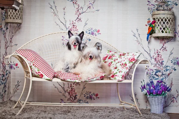 Chinese crested dog — Stock Photo, Image
