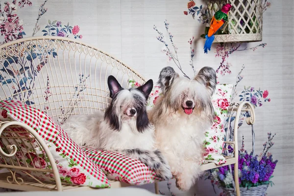 Chinês Cão Crested — Fotografia de Stock