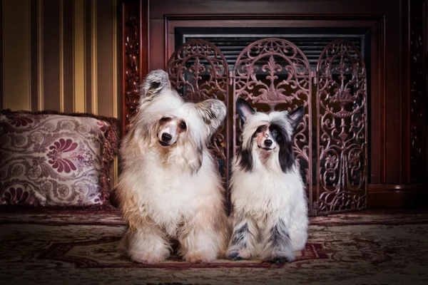 Chinesischer Haubenhund — Stockfoto