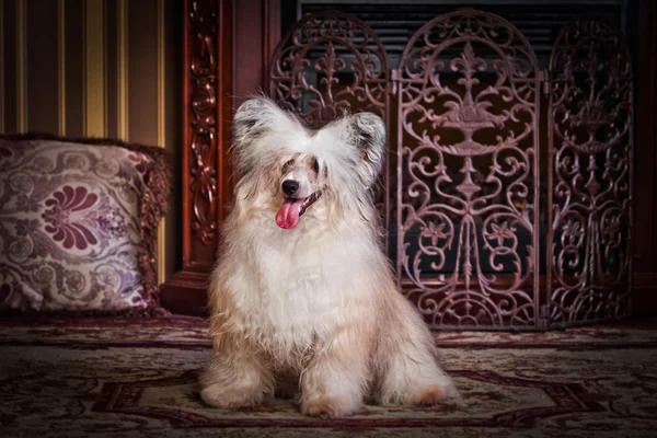 Cane Crested cinese — Foto Stock