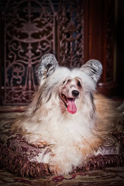 Chinese crested dog — Stock Photo, Image