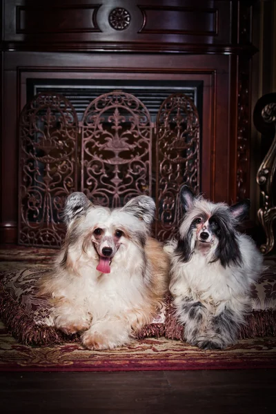 Chinês Cão Crested — Fotografia de Stock