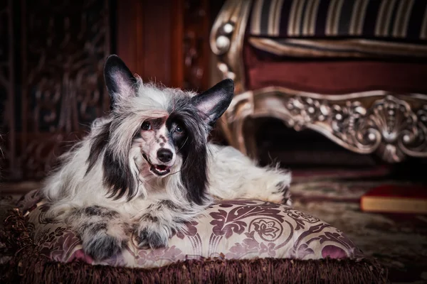 Kinesisk nakenhund hund — Stockfoto