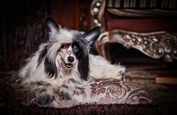 Cane Crested cinese — Foto Stock