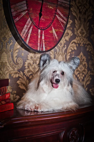 Κινεζικό λοφιοφόρο σκυλί — Φωτογραφία Αρχείου