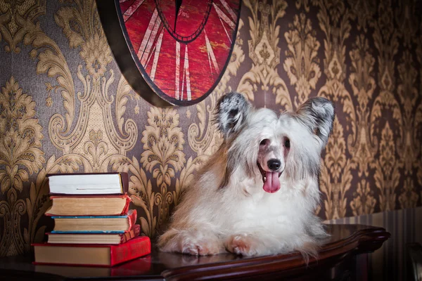 Chinês Cão Crested — Fotografia de Stock