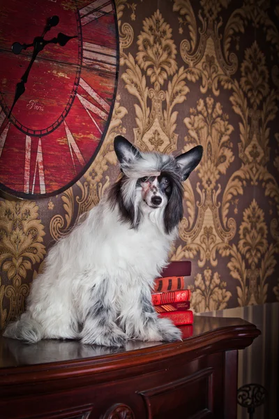 Chiński grzywacz psa — Zdjęcie stockowe