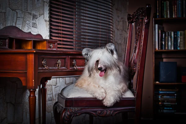 Chinesischer Haubenhund — Stockfoto