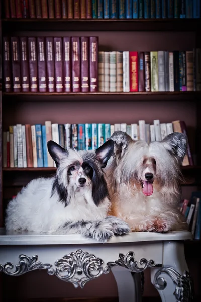 Cane Crested cinese — Foto Stock