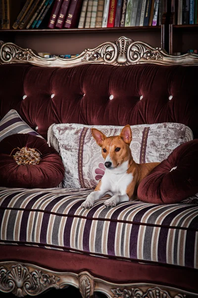 Cane basenji africano — Foto Stock