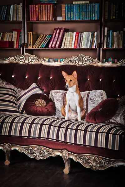 Chien basenji africain — Photo