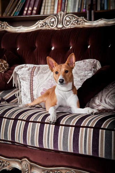 Perro basenji africano — Foto de Stock