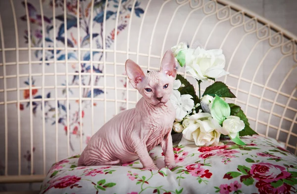 Sphynx kittenSphynx kedi yavrusu — Stok fotoğraf