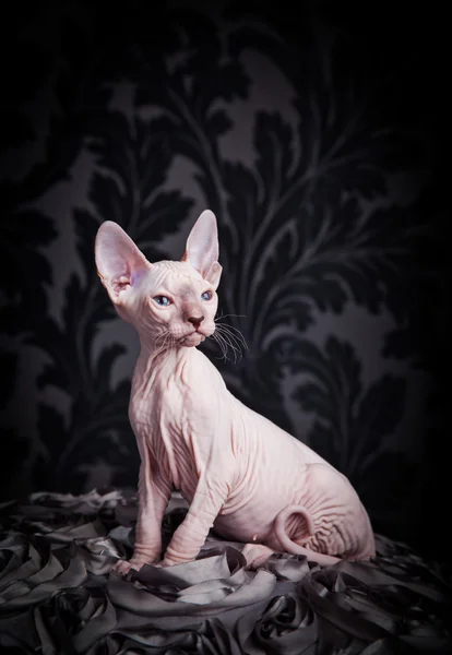 スフィンクスの子猫 — ストック写真