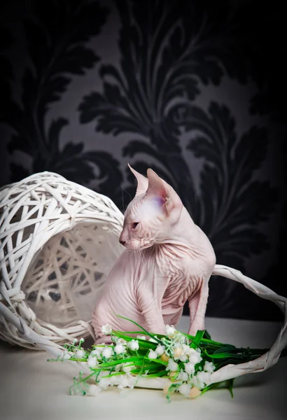 Sphynx kitten — Stock Photo, Image