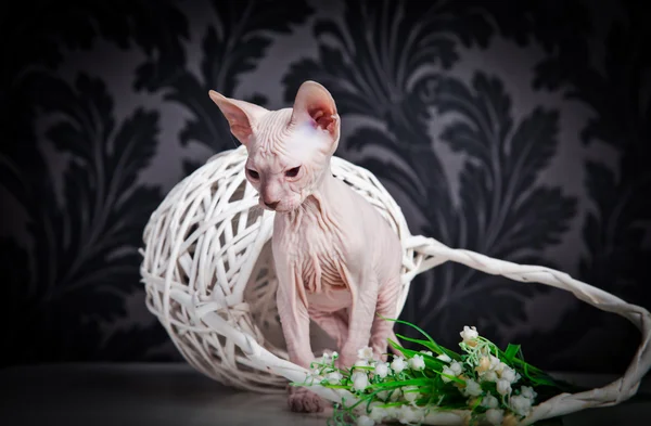 Sphynx kittenSphynx kedi yavrusu — Stok fotoğraf