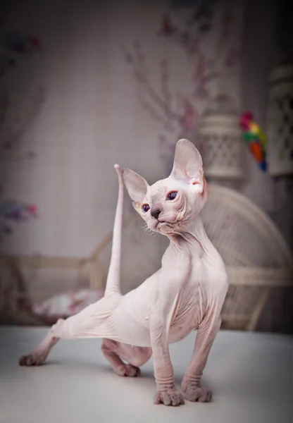 Sphynx kitten — Stock Photo, Image