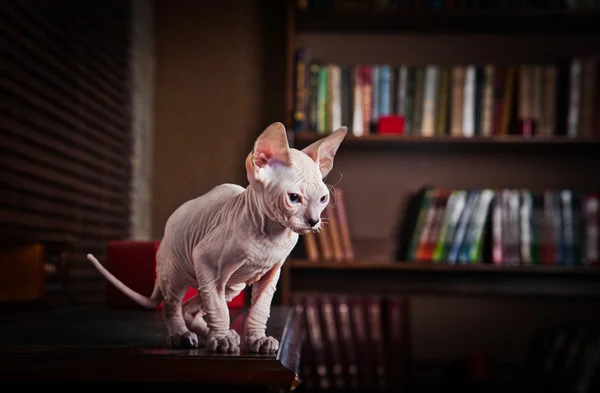 Sphynx kittenSphynx kedi yavrusu — Stok fotoğraf