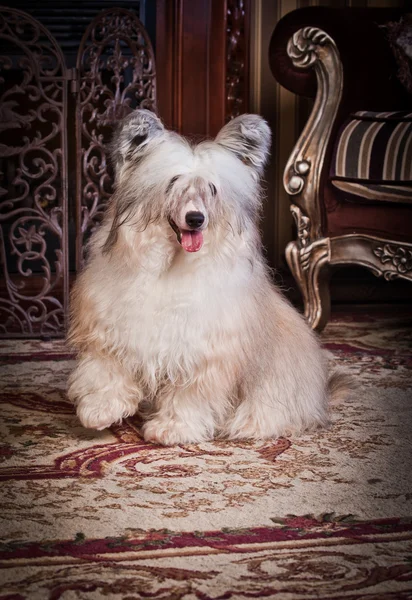 Chinês Cão Crested — Fotografia de Stock