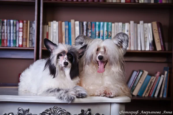 Chinês Cão Crested — Fotografia de Stock