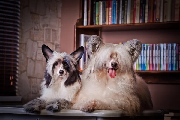 Chinês Cão Crested — Fotografia de Stock