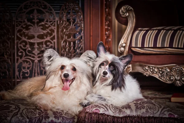 Chinês Cão Crested — Fotografia de Stock