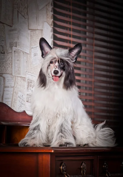 Perro cresta chino — Foto de Stock