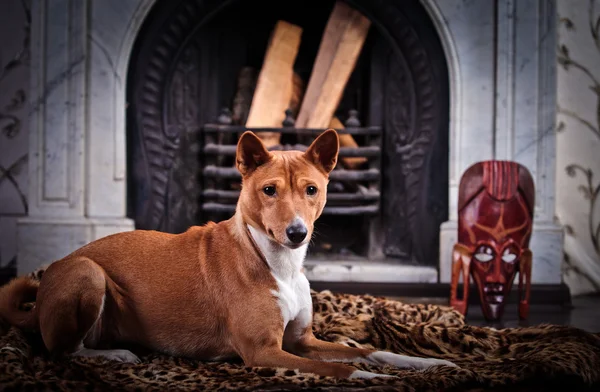 アフリカのバセニー犬 — ストック写真