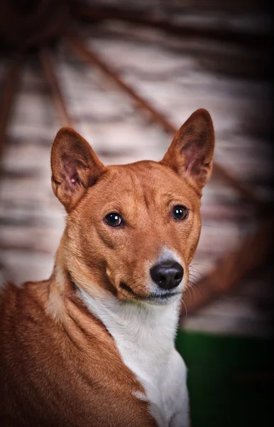 Perro basenji africano — Foto de Stock