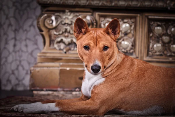 Afrika alçaklık köpek — Stok fotoğraf